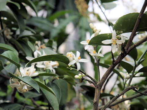 Citrus aurantifolia