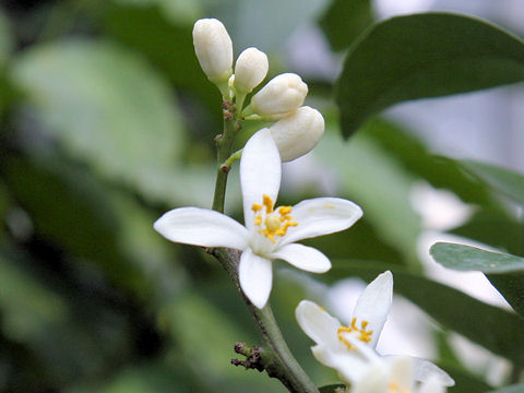 Citrus aurantifolia