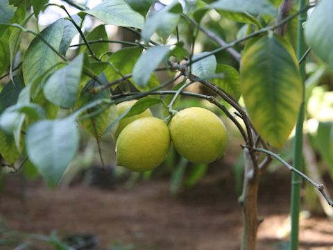 Citrus aurantifolia