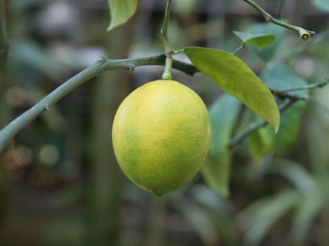 Citrus aurantifolia