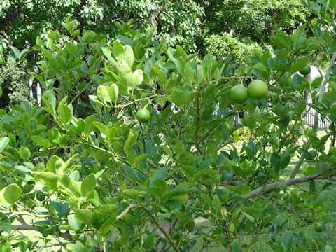 Citrus aurantifolia