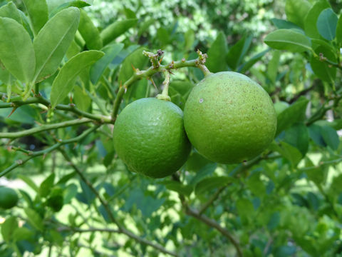 Citrus aurantifolia