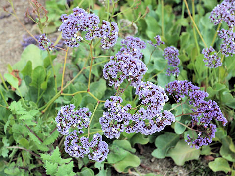 Limonium perezii