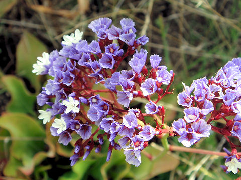 Limonium perezii