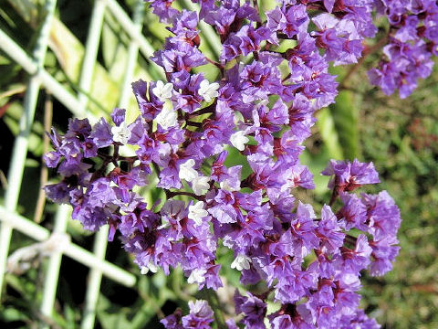 Limonium perezii