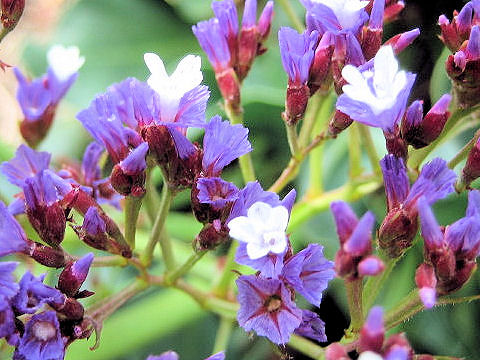 Limonium perezii