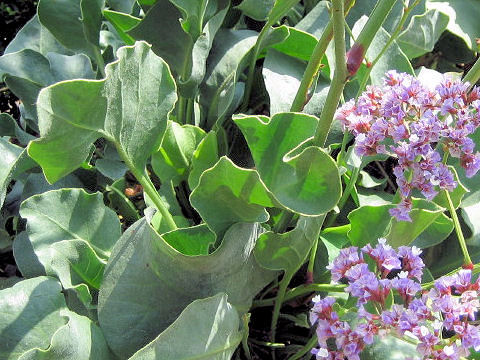 Limonium perezii