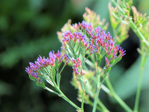 Limonium perezii