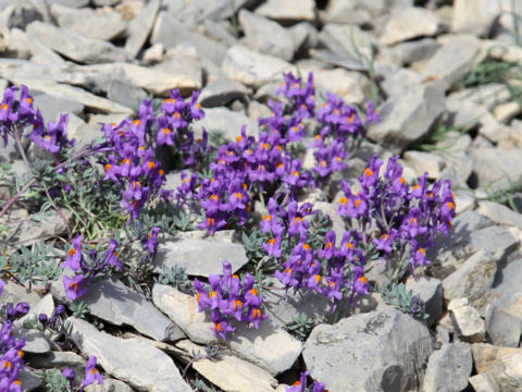 Linaria alpina