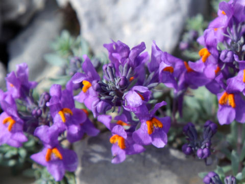 Linaria alpina