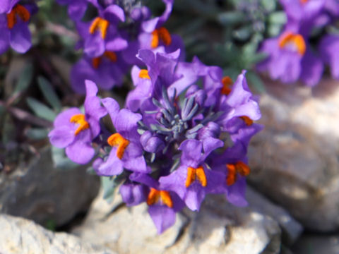 Linaria alpina