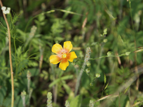 Linum berlandieri