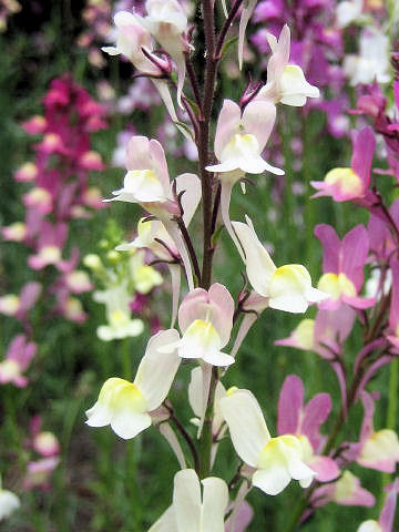 Linaria bipartita