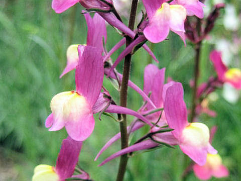 Linaria bipartita