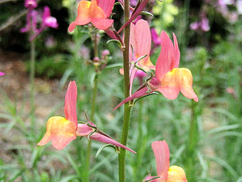 Linaria bipartita