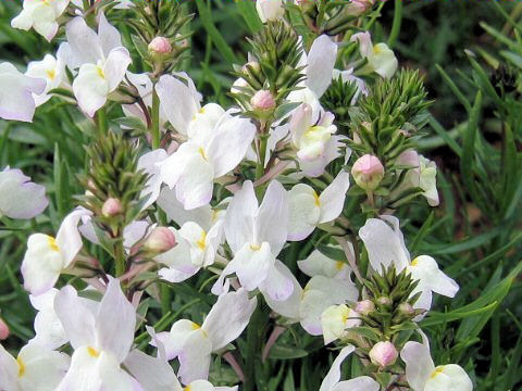 Linaria bipartita