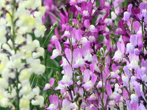 Linaria bipartita