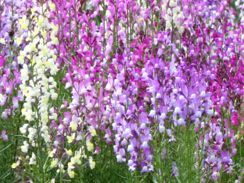 Linaria bipartita