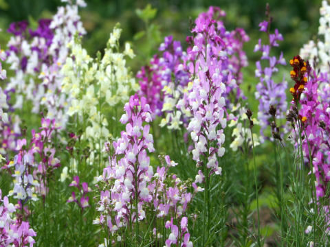 Linaria bipartita