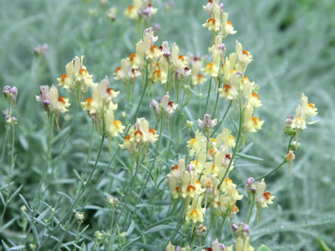 Linaria bipartita