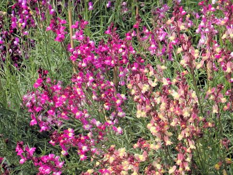 Linaria bipartita