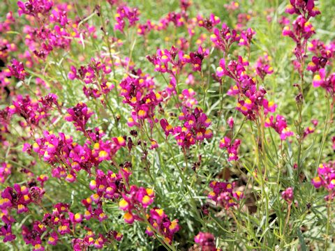 Linaria bipartita