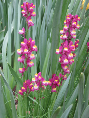 Linaria bipartita