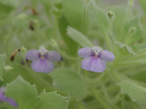 Lindernia cleistandra