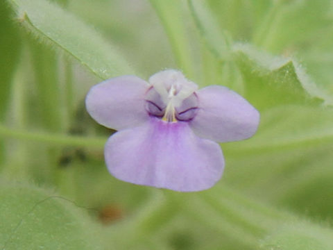 Lindernia cleistandra