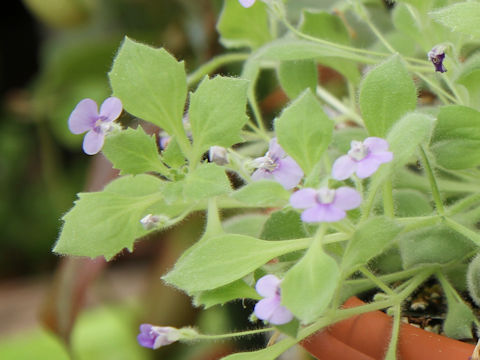 Lindernia cleistandra