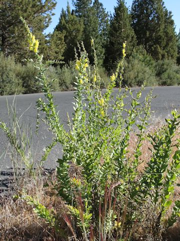 Linaria dalmatica