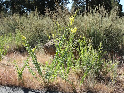 Linaria dalmatica