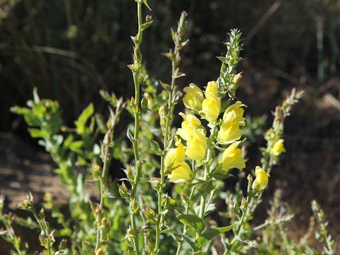 Linaria dalmatica