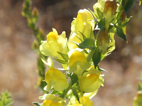 Linaria dalmatica