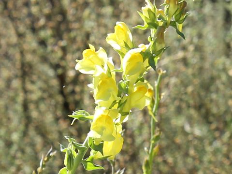 Linaria dalmatica