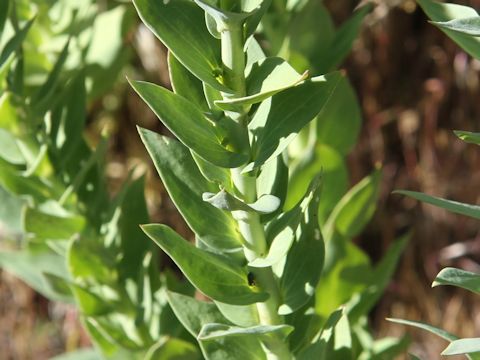 Linaria dalmatica