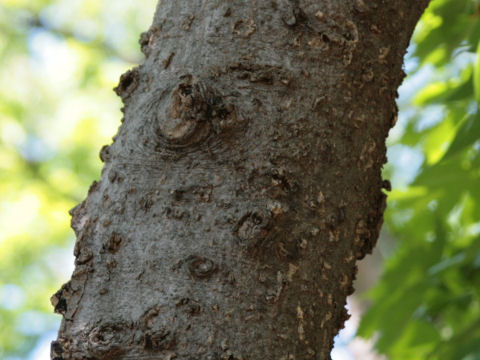 Celtis lindheimeri