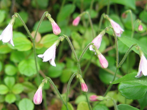 Linnaea borealis