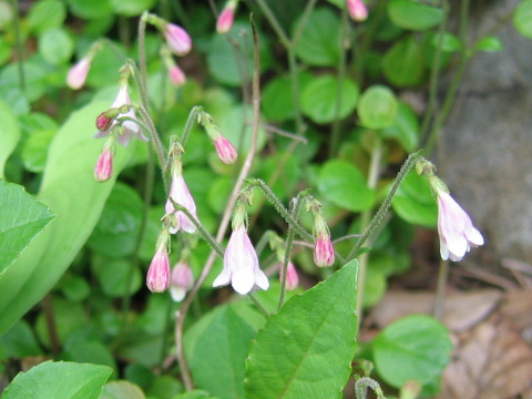 Linnaea borealis