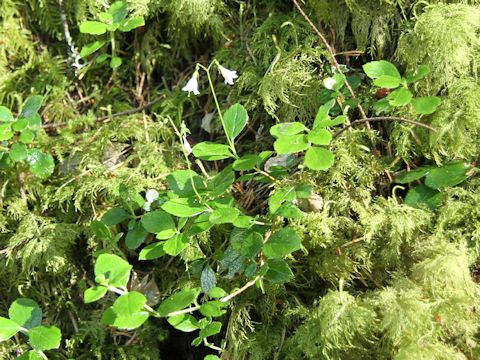 Linnaea borealis