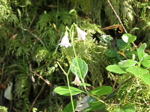 Linnaea borealis