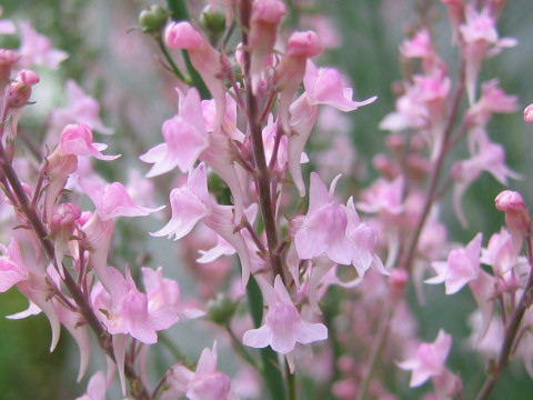 Linaria purpurea