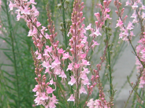 Linaria purpurea