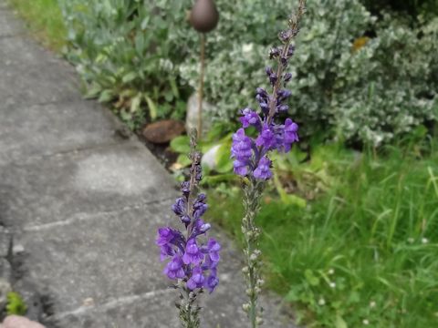 Linaria purpurea