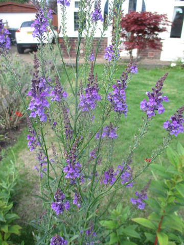 Linaria purpurea