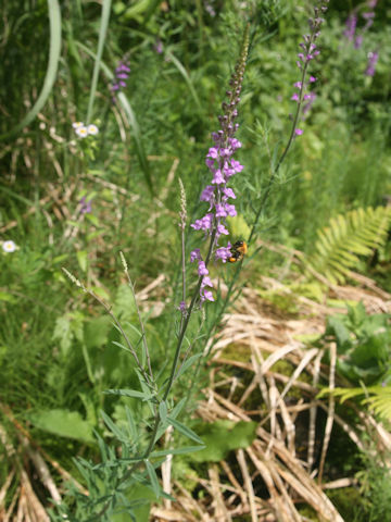 Linaria purpurea