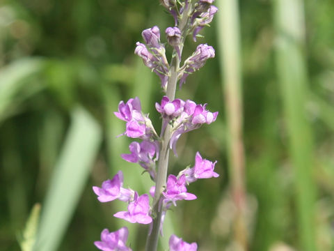 Linaria purpurea