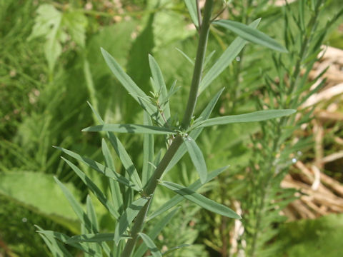 Linaria purpurea