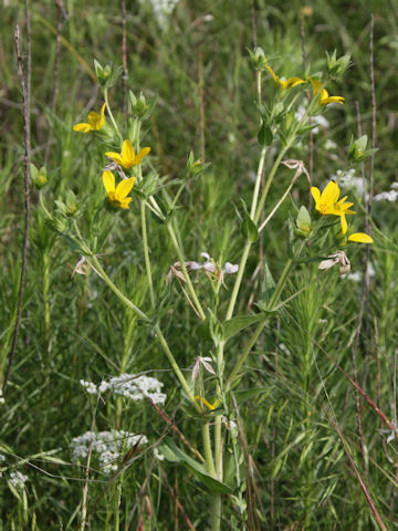 Lindheimera texana