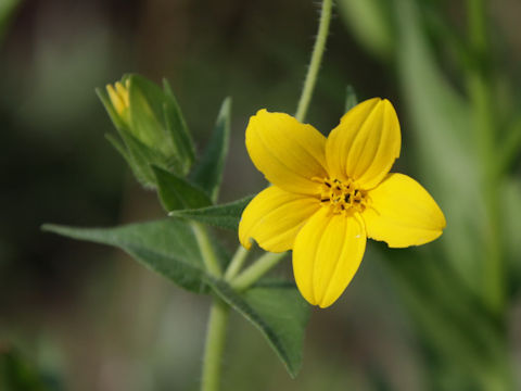 Lindheimera texana